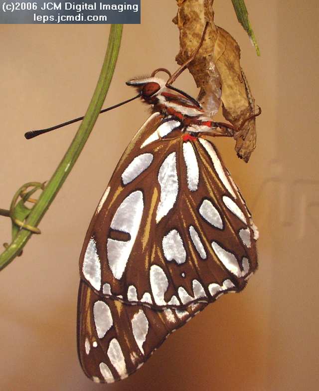 2006-10-30 Gulf emerge imgq3124.jpg